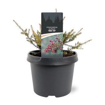 Bjergsydtaks 'Red Tip' Potte 3,0 liter,- 15-20 cm.