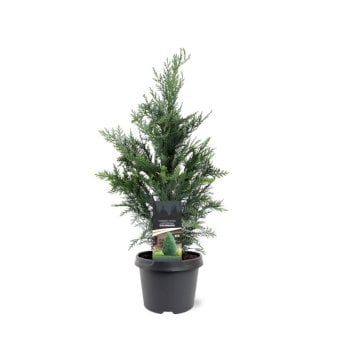 Blå cypres til hæk Potte 3,0 liter,- 40-60 cm. Blå cypres til hæk Potte 3,0 liter,- 40-60 cm.