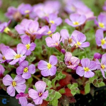 Blåpude 'Florado Blush Bicolour' 10 cm. potte
