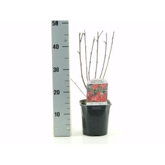 Blodribs 'King Edward VII' 2 Liter potte