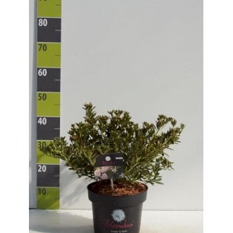 'Bloombux' Potte 2,0 liter,- 20-25 cm.