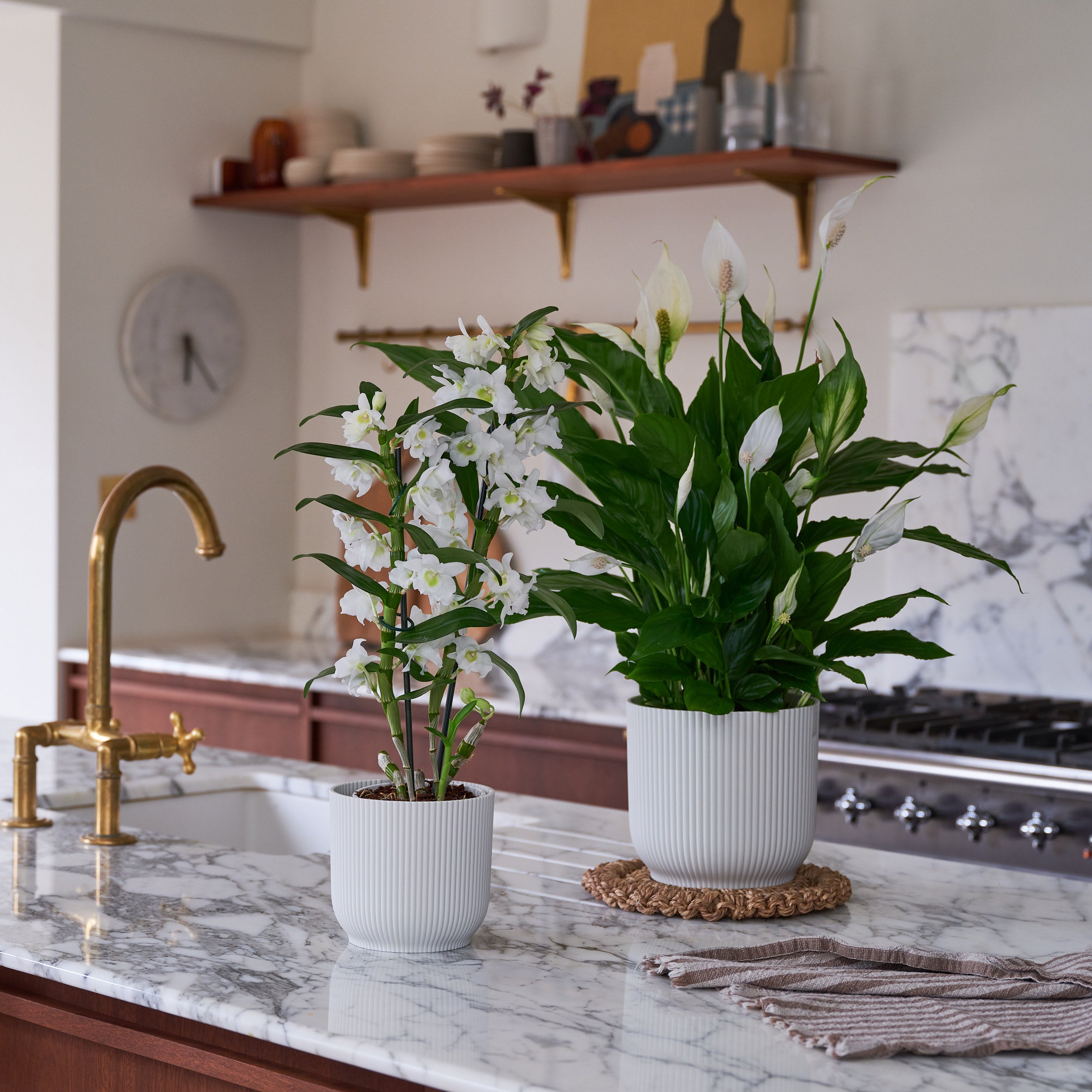 Blooming Beautiful Dendrobium and Peace Lily House Plants in Vibes Pots Plastic White Blooming Beautiful Dendrobium and Peace Lily House Plants in Vibes Pots Plastic White