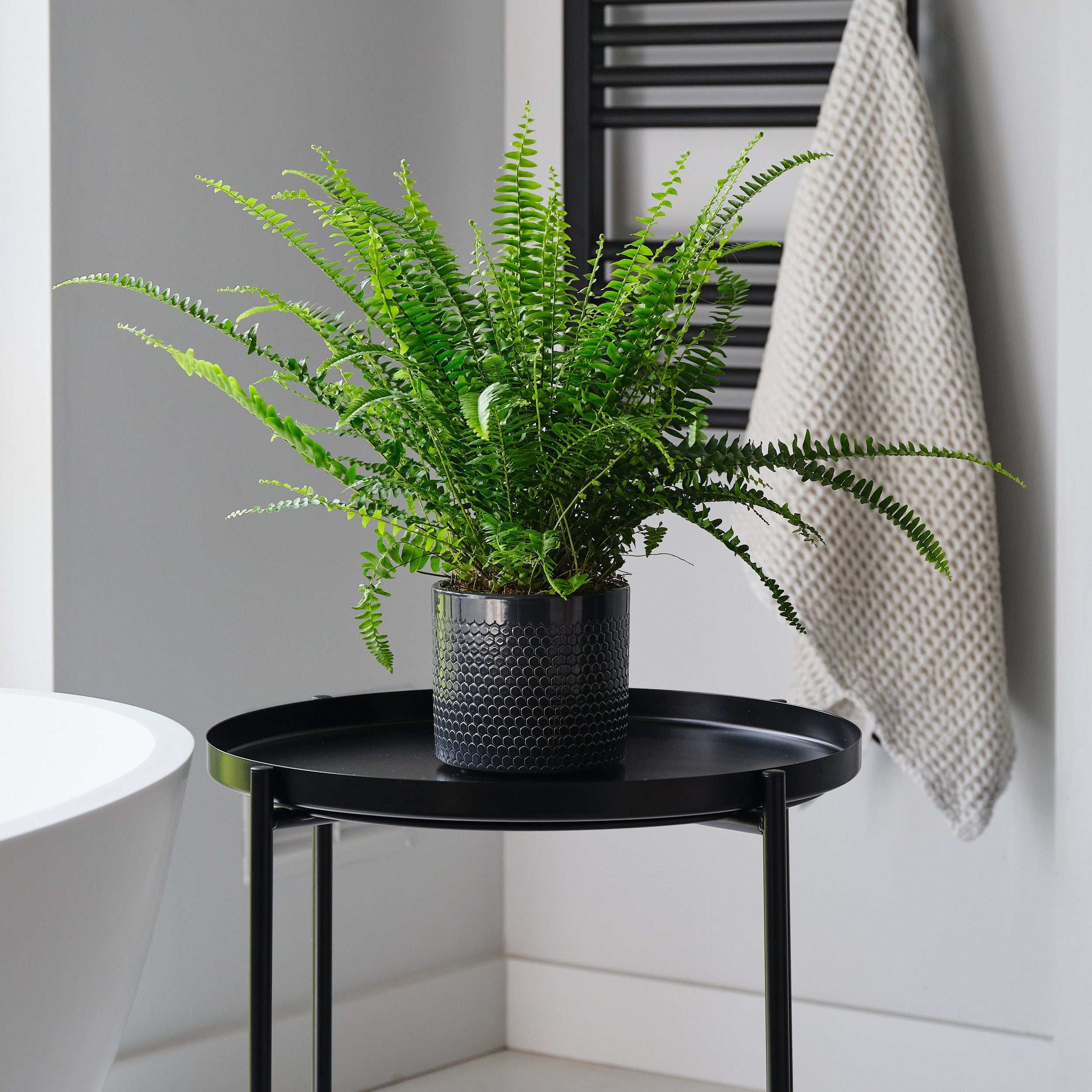 Boston Fern House Plant in Capri Pot Ceramic Black