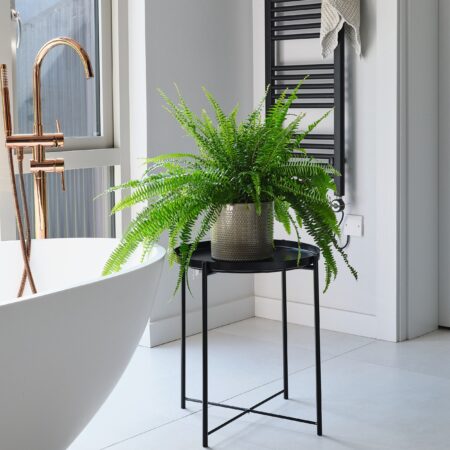 Boston Fern House Plant in Capri Pot Ceramic Light Green