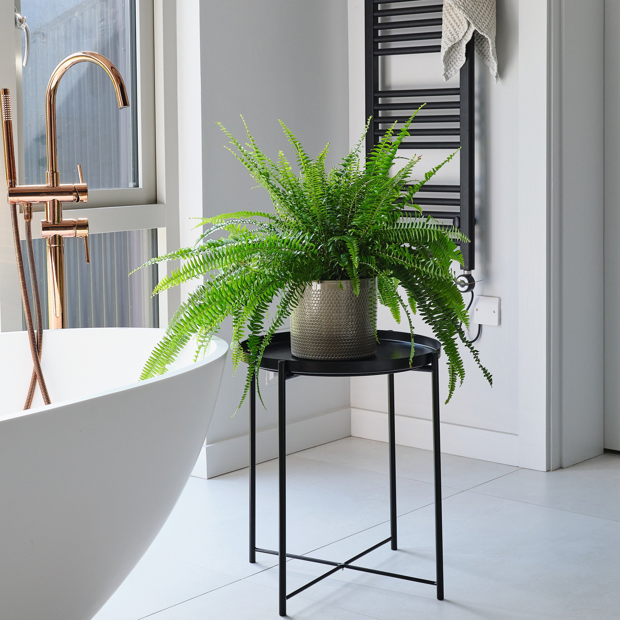 Boston Fern House Plant in Capri Pot Ceramic Light Green Boston Fern House Plant in Capri Pot Ceramic Light Green