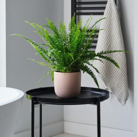 Boston Fern House Plant in Earthenware Pot Earthenware Pink