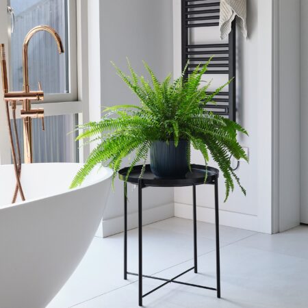 Boston Fern House Plant in Elho Pot Plastic Navy