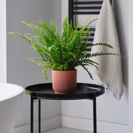 Boston Fern House Plant in Elho Pot Plastic Pink