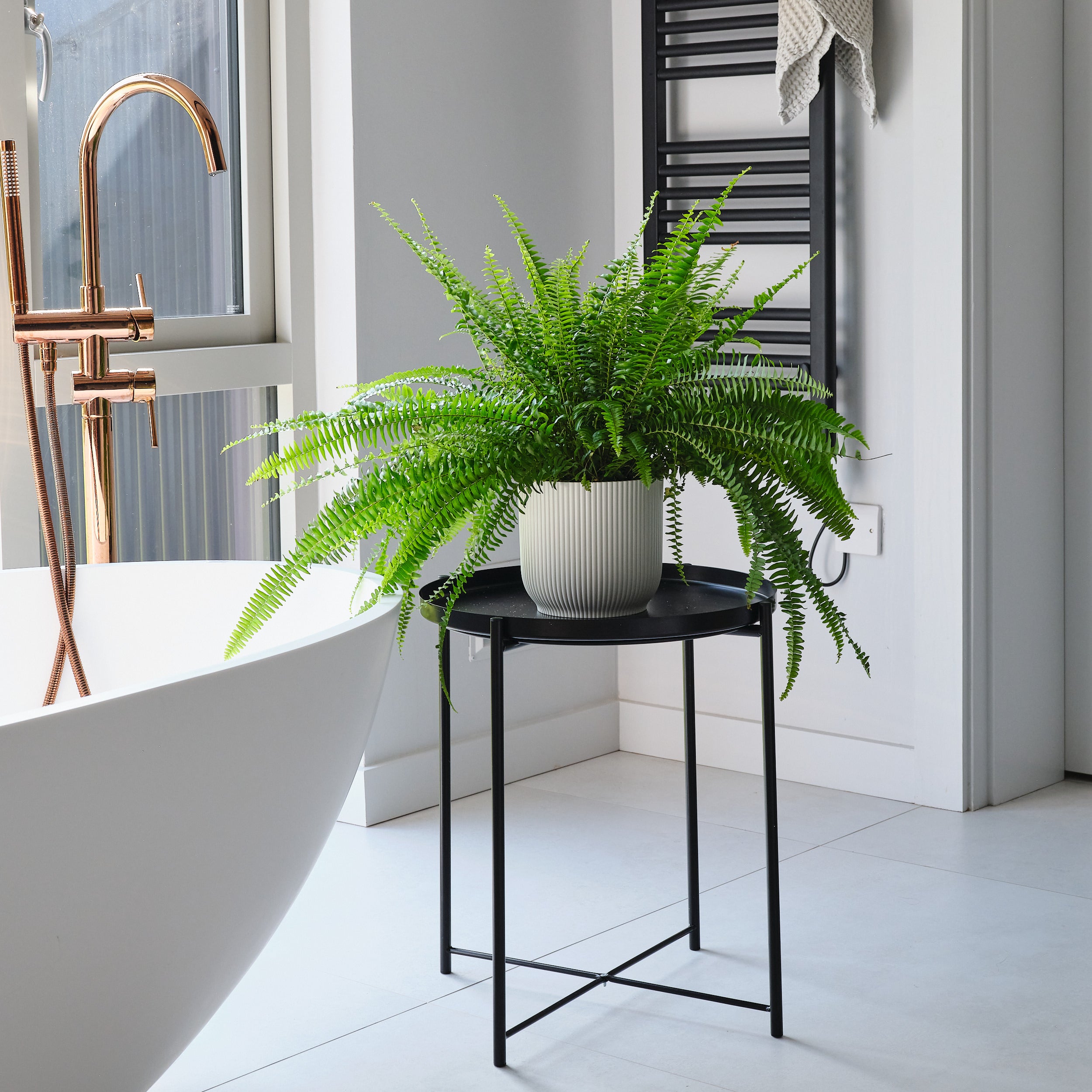 Boston Fern House Plant in Elho Pot Plastic White
