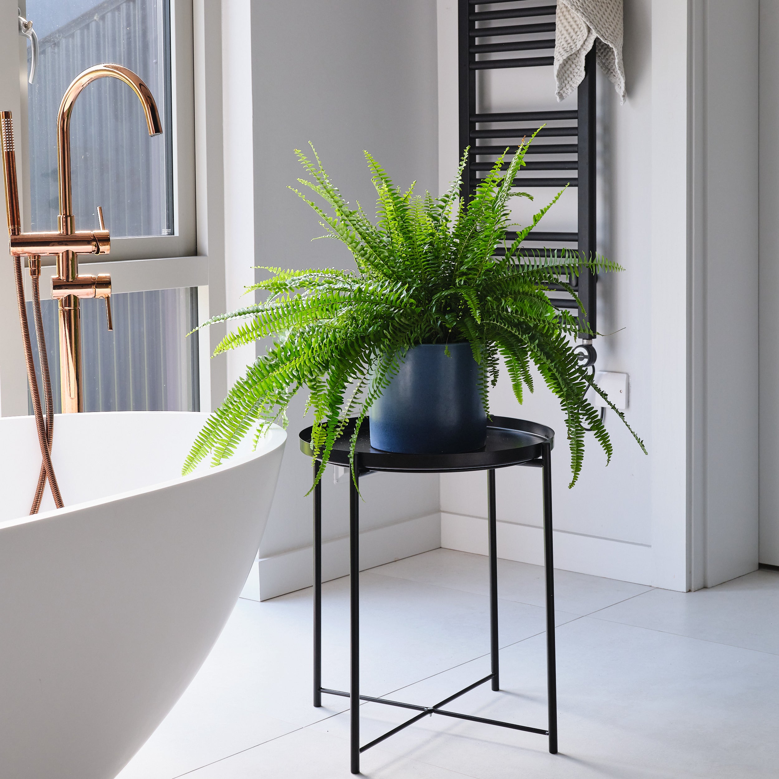 Boston Fern House Plant in Pot Earthenware Blue Boston Fern House Plant in Pot Earthenware Blue