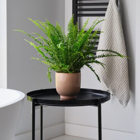 Boston Fern House Plant in Ribbed Pot Ceramic Pink