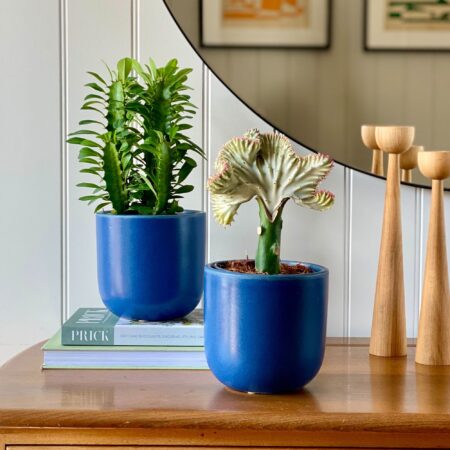 Cacti Potted House Plant Bundle Earthenware Blue
