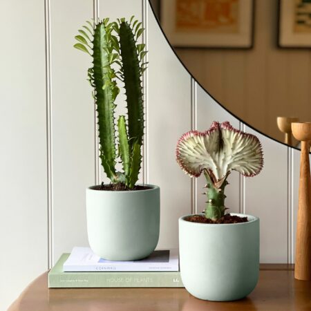 Cacti Potted House Plant Bundle Earthenware Pistachio