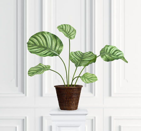 Calathea Potted Plant