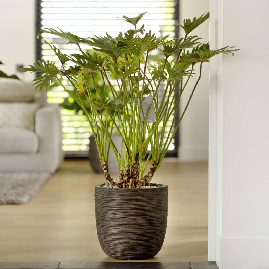 Capi plantekrukke Nature Rib 43x41 cm mørkebrun Capi plantekrukke Nature Rib 43x41 cm mørkebrun