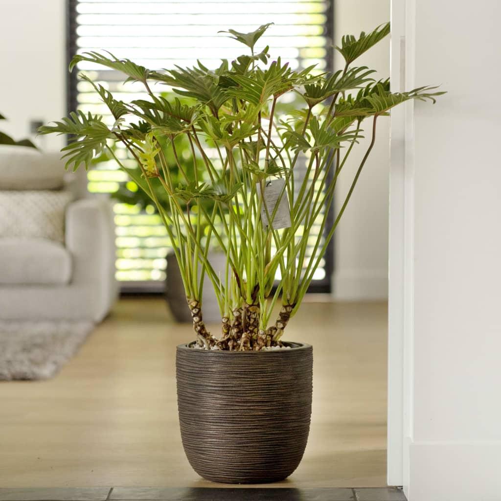 Capi plantekrukke Nature Rib 43x41 cm mørkebrun Capi plantekrukke Nature Rib 43x41 cm mørkebrun