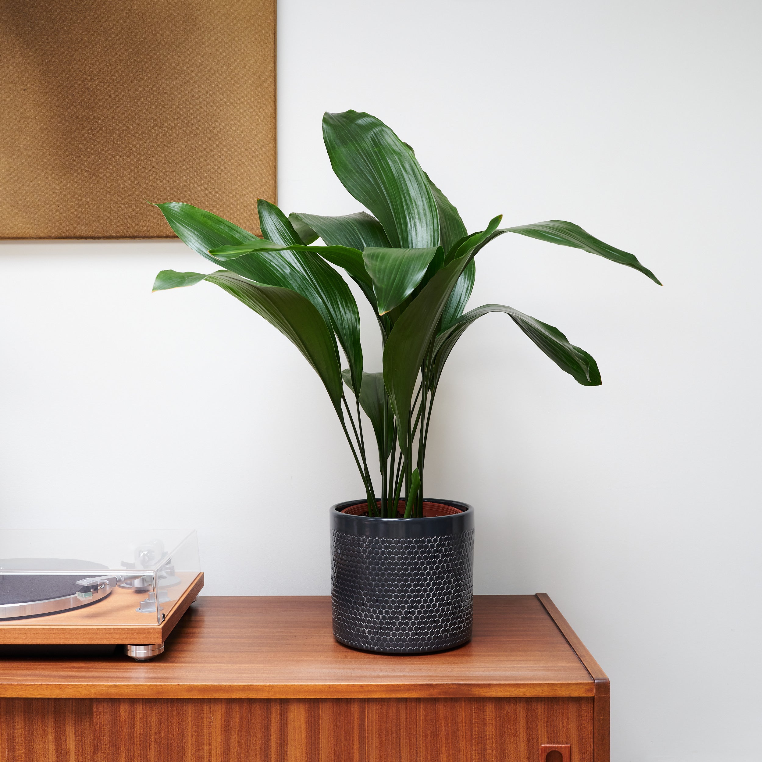 Cast Iron House Plant in Capri Pot Ceramic Black Cast Iron House Plant in Capri Pot Ceramic Black