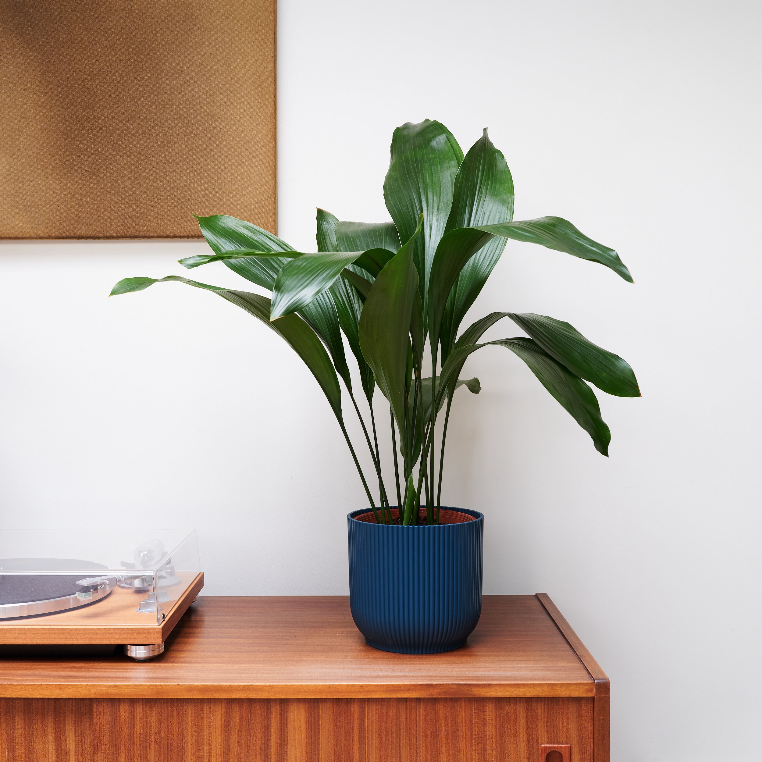 Cast Iron House Plant in Vibes Pot Plastic Navy Cast Iron House Plant in Vibes Pot Plastic Navy