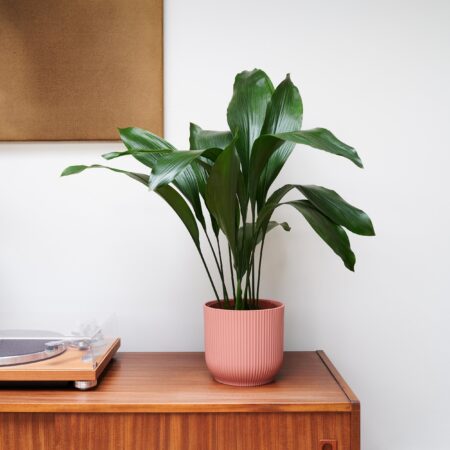 Cast Iron House Plant in Vibes Pot Plastic Pink