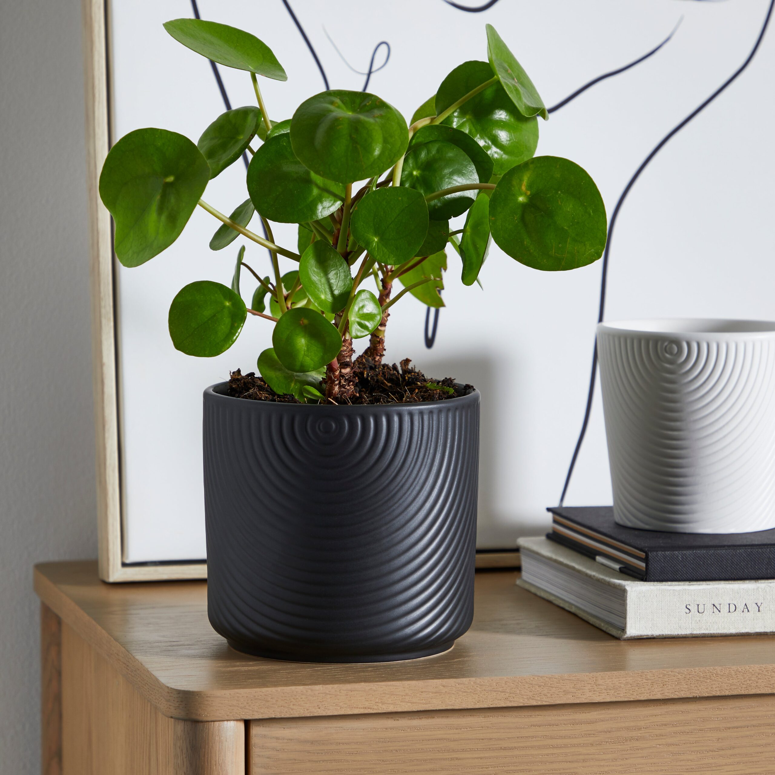 Ceramic Plant Pot Luxe Black Black Ceramic Plant Pot Luxe Black Black