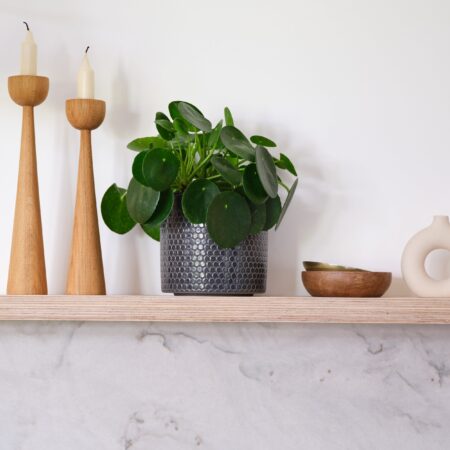 Chinese Money House Plant in Capri Pot Ceramic Black