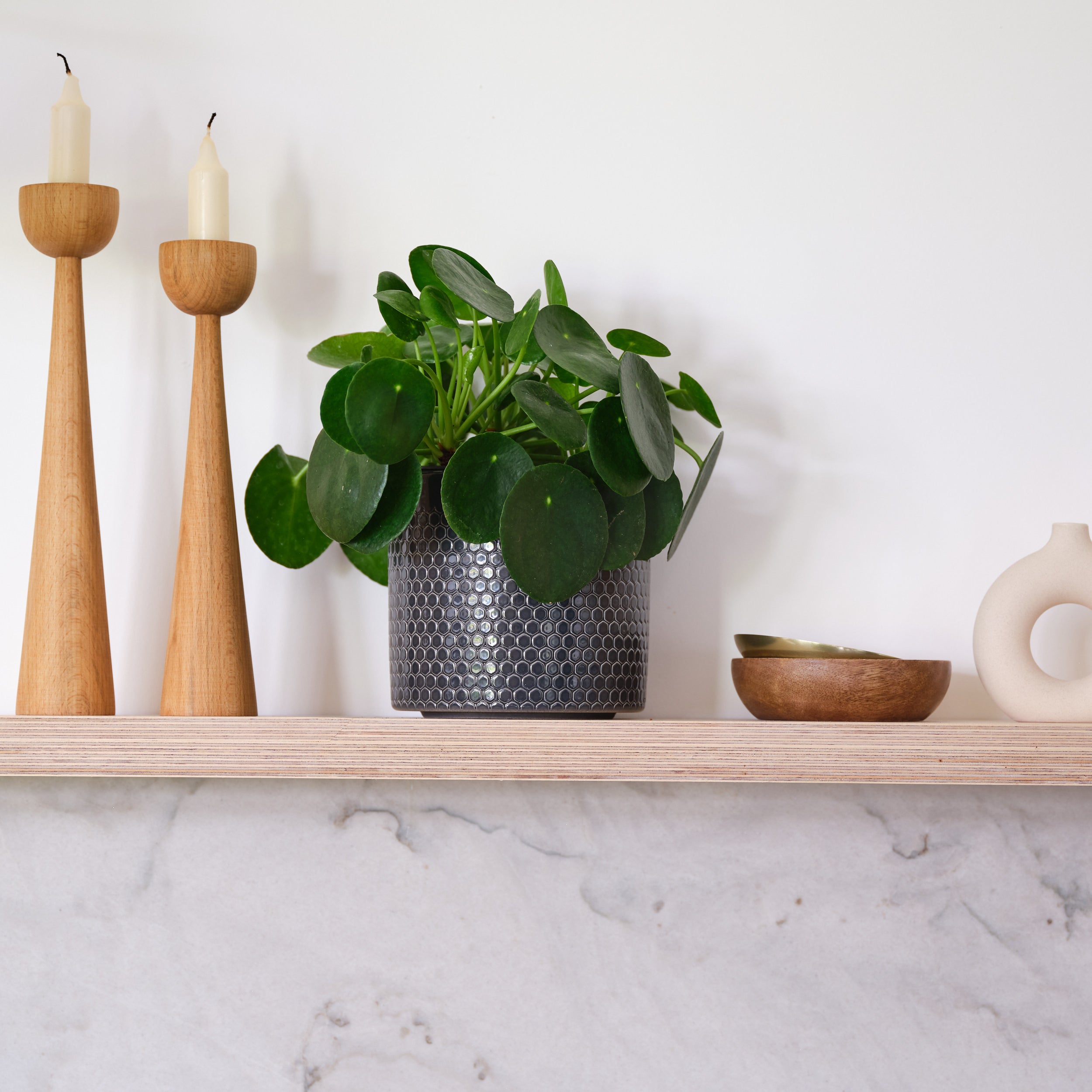 Chinese Money House Plant in Capri Pot Ceramic Black
