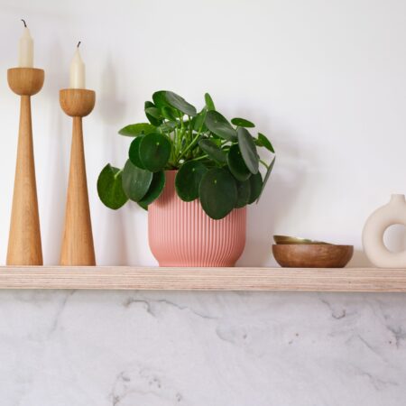 Chinese Money House Plant in Elho Pot Plastic Pink