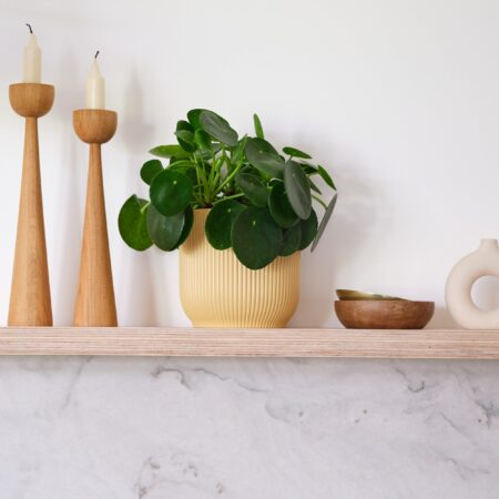 Chinese Money House Plant in Elho Pot Plastic Yellow