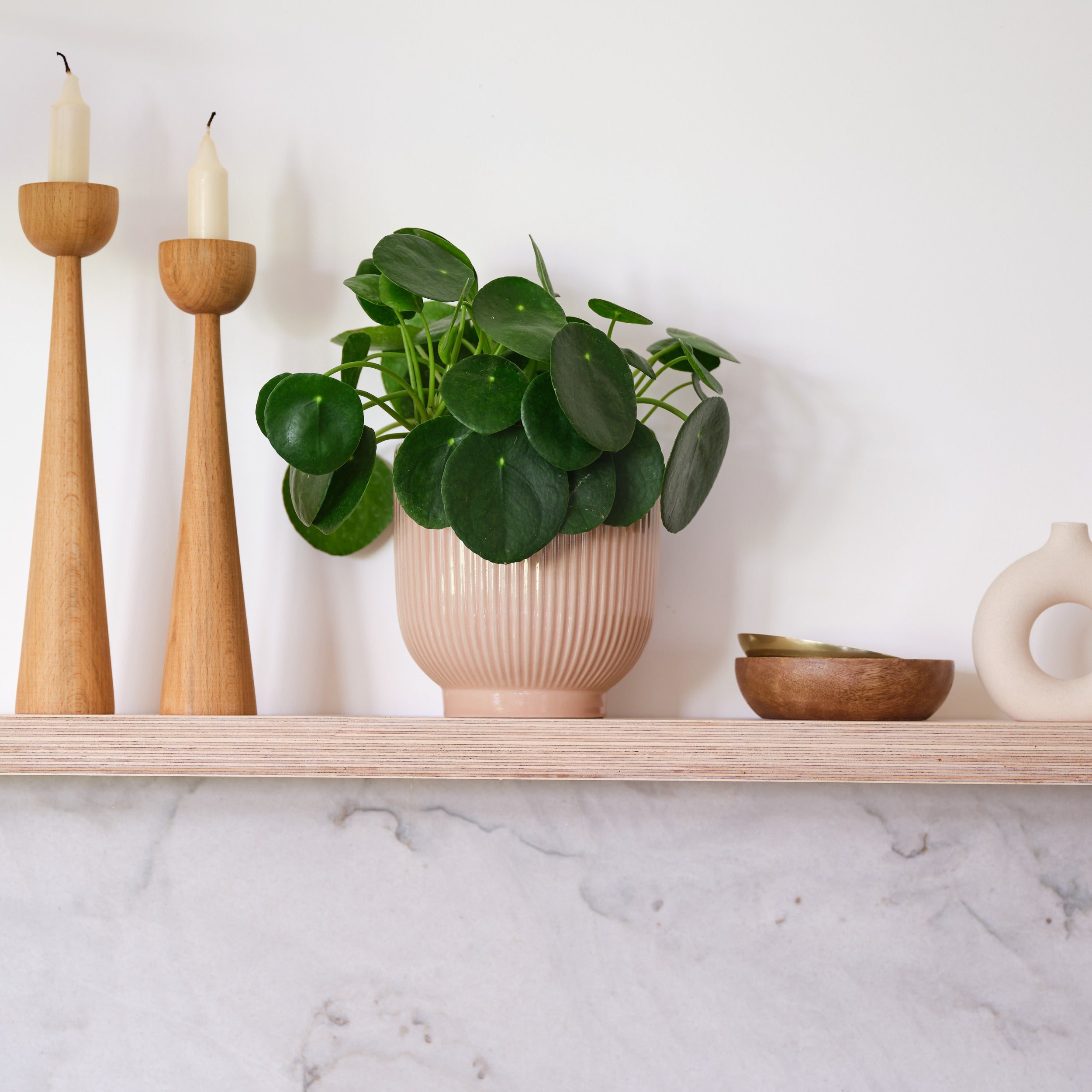 Chinese Money House Plant in Ribbed Pot Ceramic Pink
