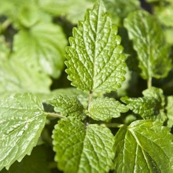 Citronmelisse 1 liter potte