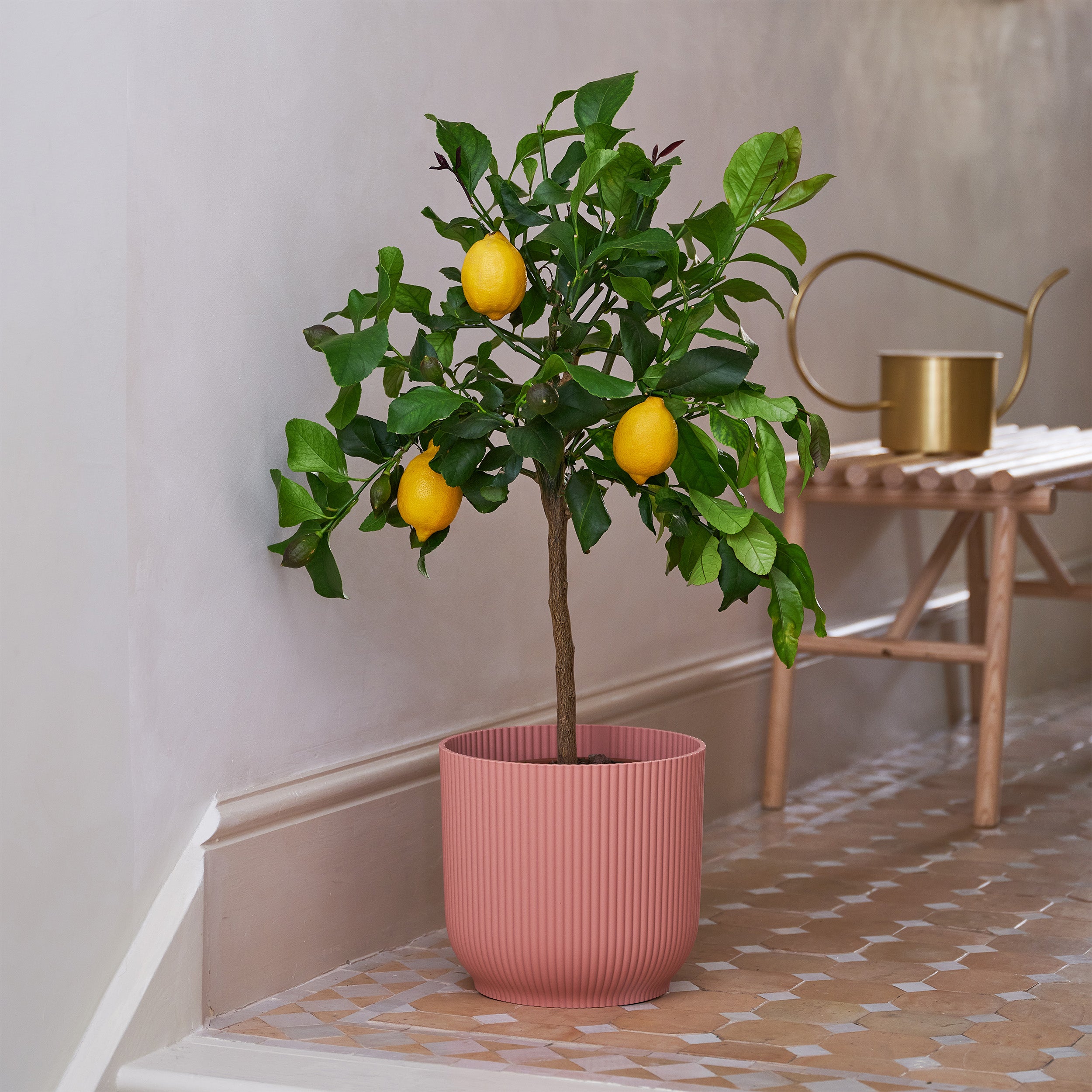 Citrus Lemon Tree House Plant in Vibes Pot Plastic Pink Citrus Lemon Tree House Plant in Vibes Pot Plastic Pink
