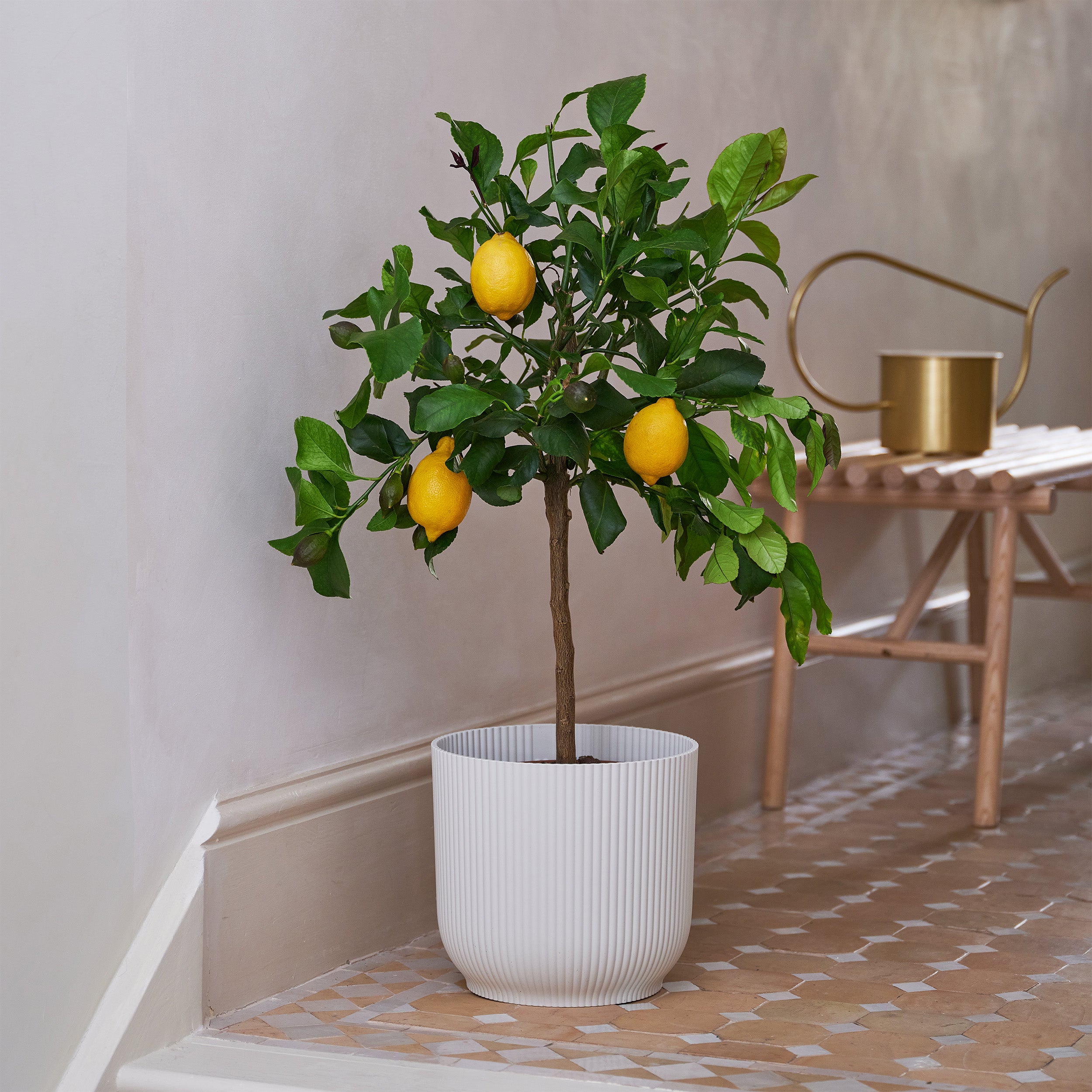 Citrus Lemon Tree House Plant in Vibes Pot Plastic White Citrus Lemon Tree House Plant in Vibes Pot Plastic White