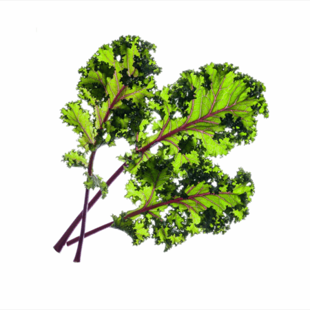 Click and Grow - Smart Garden Refill 3-pack - Red Kale (SGR47X3)
