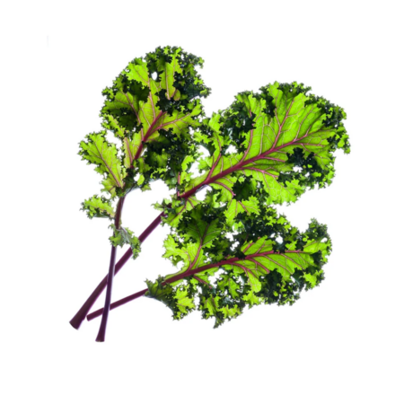 Click and Grow - Smart Garden Refill 3-pack - Red Kale (SGR47X3)
