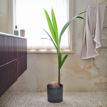 Coconut Palm House Plant in Capri Pot Ceramic Black