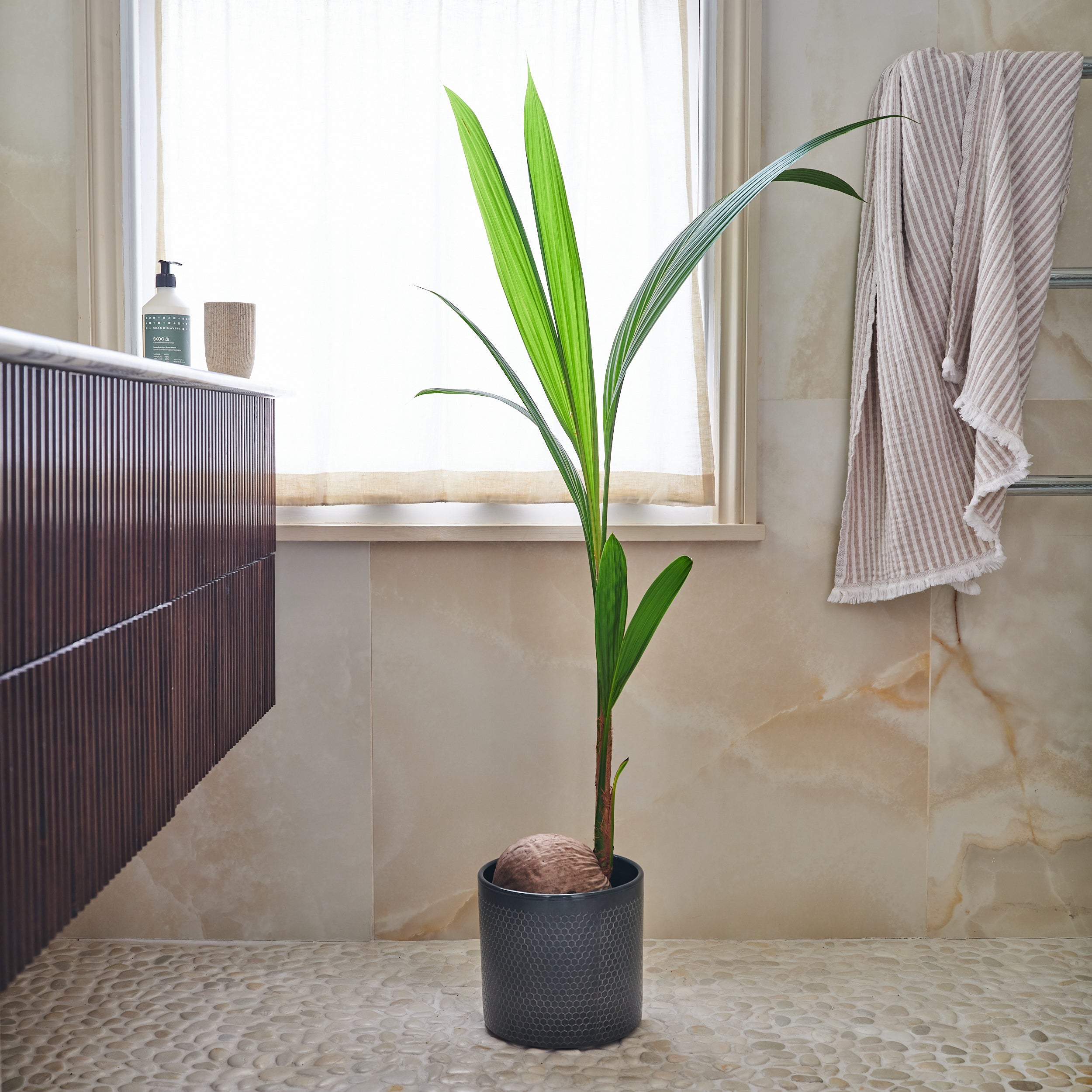Coconut Palm House Plant in Capri Pot Ceramic Black Coconut Palm House Plant in Capri Pot Ceramic Black