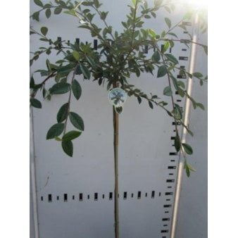 Cotoneaster Opstammet 120 cm. 7,5 liter potte