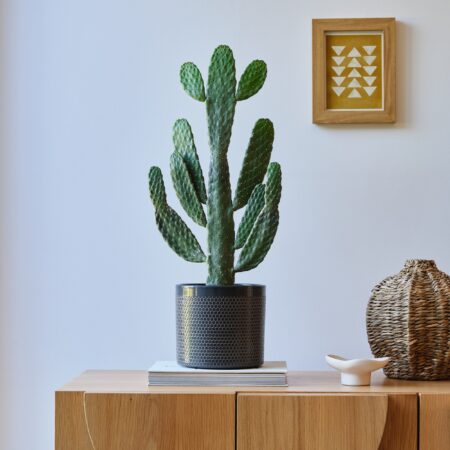 Cowboy Cactus House Plant in Capri Pot Ceramic Black