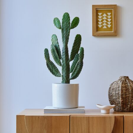 Cowboy Cactus House Plant in Capri Pot Ceramic Light Grey