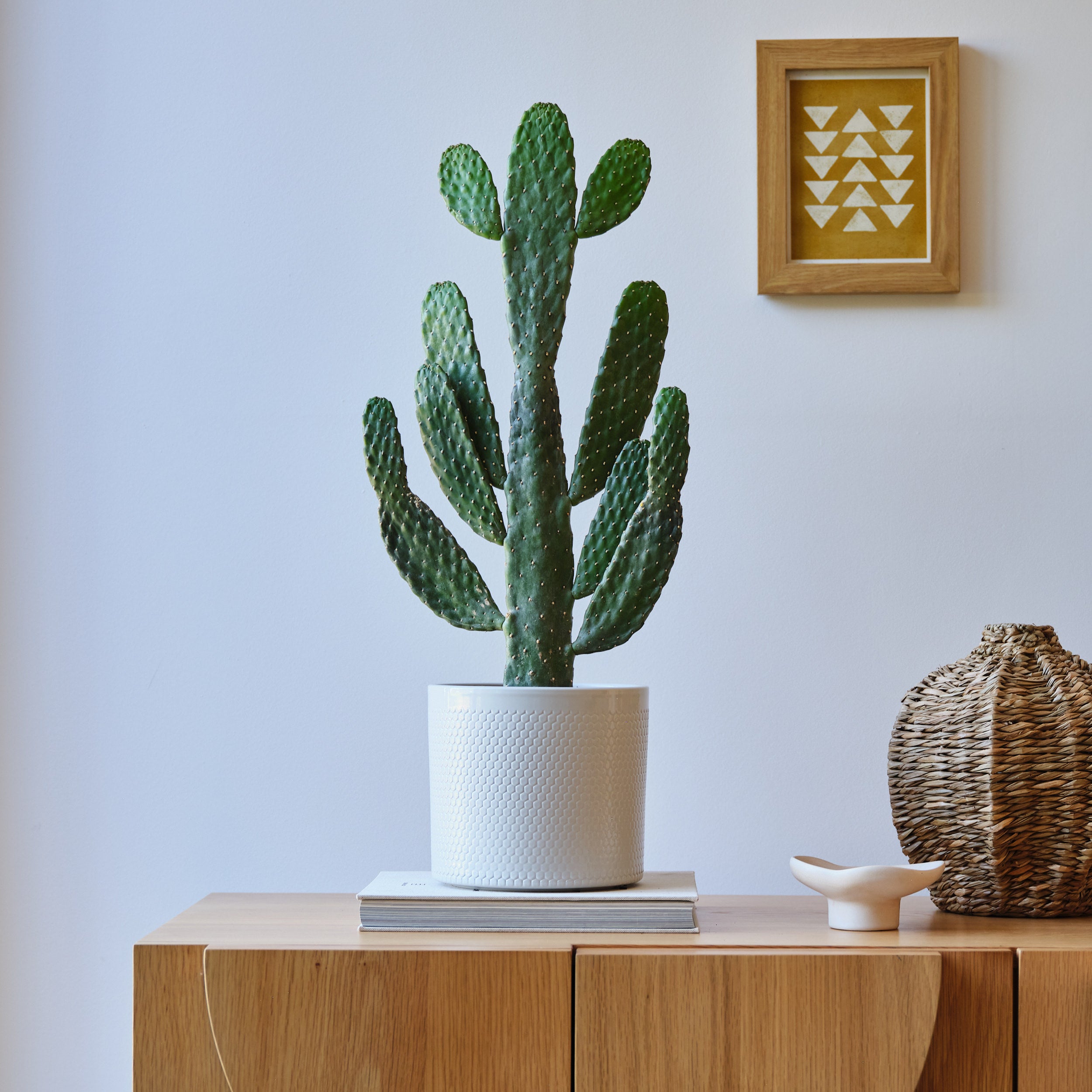 Cowboy Cactus House Plant in Capri Pot Ceramic Light Grey Cowboy Cactus House Plant in Capri Pot Ceramic Light Grey