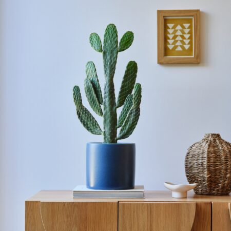 Cowboy Cactus House Plant in Earthenware Pot Earthenware Blue