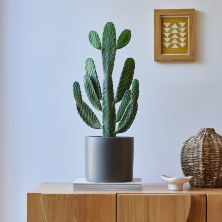 Cowboy Cactus House Plant in Earthenware Pot Earthenware Dark Grey