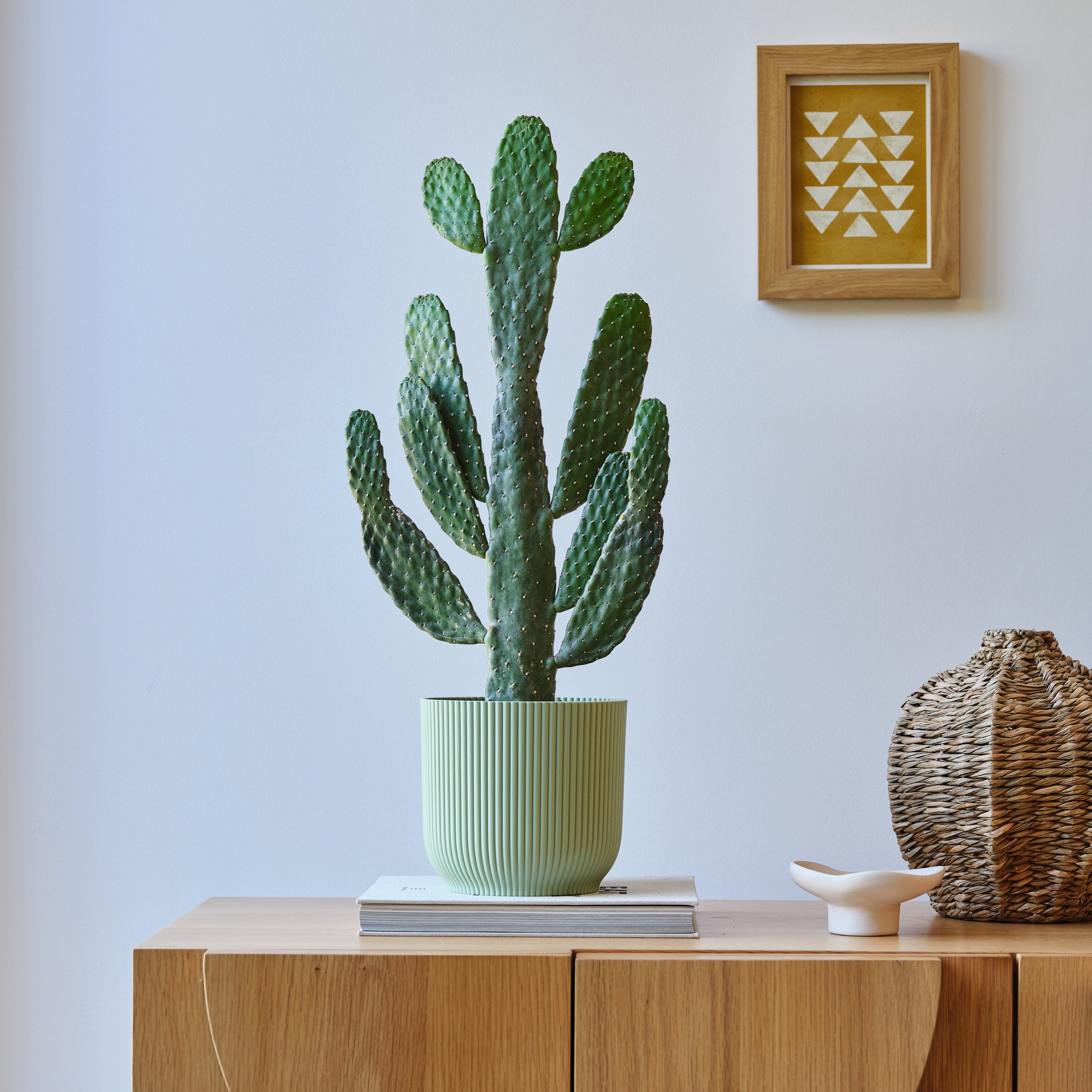 Cowboy Cactus House Plant in Elho Pot Plastic Mint Cowboy Cactus House Plant in Elho Pot Plastic Mint