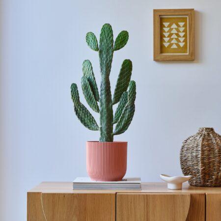 Cowboy Cactus House Plant in Elho Pot Plastic Pink