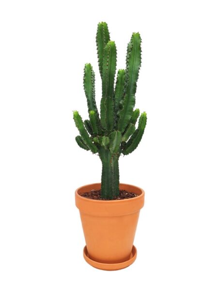 Cowboykaktus i terracotta, Euphorbia eritrea, Ø25 cm potte