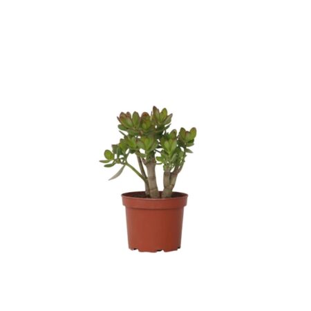 Crassula sukkulent plante - Crassula ovata 'Minor' - H⌀jde 30-35cm - ⌀17cm