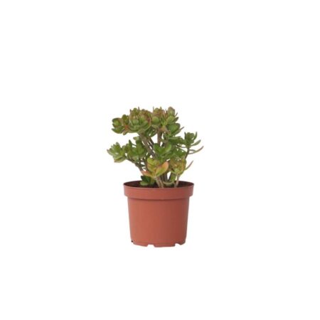 Crassula sukkulent plante - Crassula ovata 'Minor' - H⌀jde 45-50cm - ⌀23cm