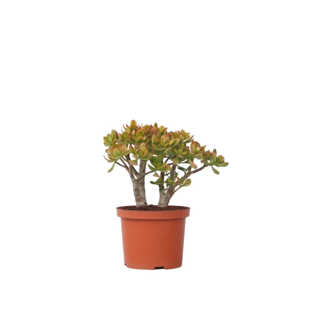 Crassula sukkulent plante - Crassula ovata 'Sunset' - Højde 30-35cm - ⌀17cm Crassula sukkulent plante - Crassula ovata 'Sunset' - Højde 30-35cm - ⌀17cm