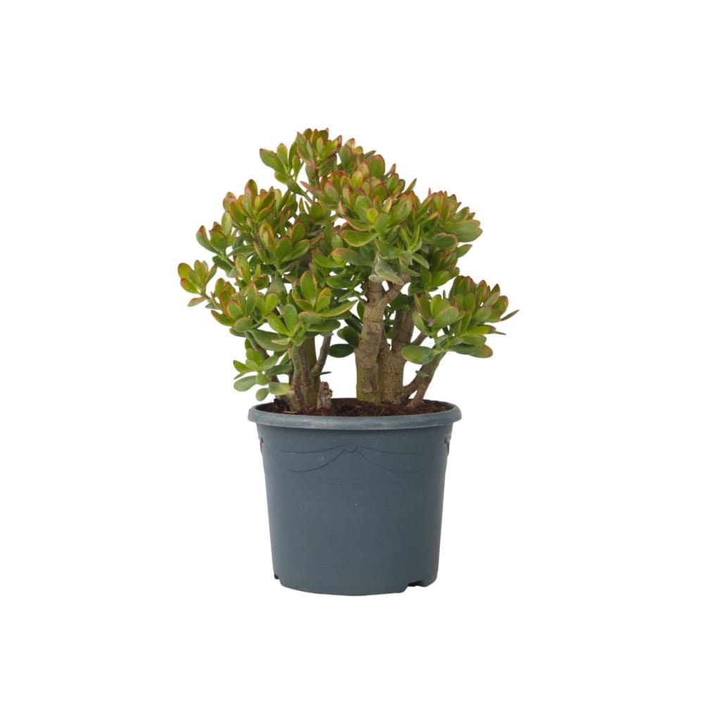 Crassula sukkulent plante - Crassula ovata 'Sunset' - Højde 55-60cm - ⌀30cm Crassula sukkulent plante - Crassula ovata 'Sunset' - Højde 55-60cm - ⌀30cm