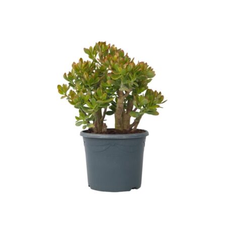 Crassula sukkulent plante - Crassula ovata 'Sunset' - H⌀jde 55-60cm - ⌀30cm